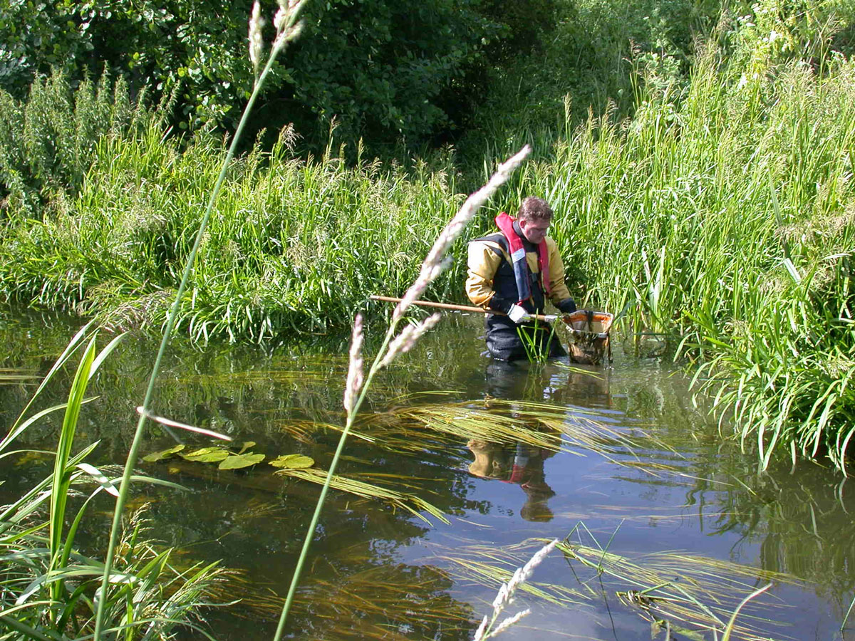 Other-consultancies---Invertebrate-Monitoring-River-Neneadj